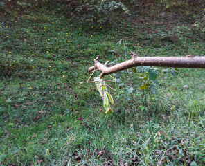 Manris religiosa hanging at branch front view