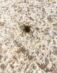 Wolf spider female with her babies on the back