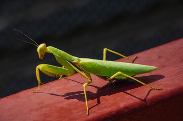 Mantis religiosa sitting at parapet at sunny day sideview