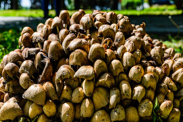 Fiber cap mushrooms (Inocybe asterospora) growing in a forest