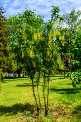Fototapeta premium Laburnum plant (Laburnum anagyroides) blooming at spring in a park
