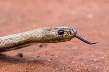 Strap-snouted Brown Snake flickering it's tongue