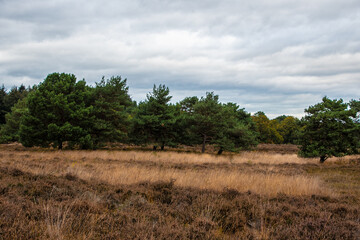 Swampland in the autumn under a cloudy sky. Fall landscape.