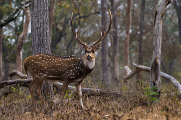 Closeup of Chital in Mudumalai National Park in India