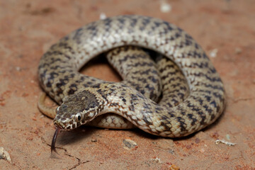 De Vis Banded Snake flickering it's tongue
