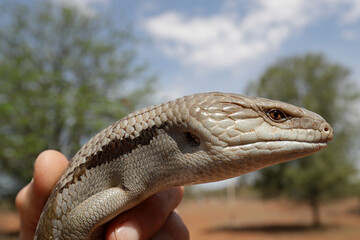 Eastern Blue-tongue Lizard being held in hand
