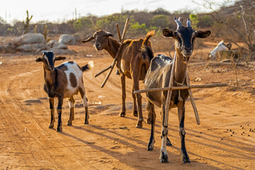 Animals living freely in the hinterland of Cariri, a region of northeastern Brazil known for long periods of drought, strong light and very colorful landscapes.