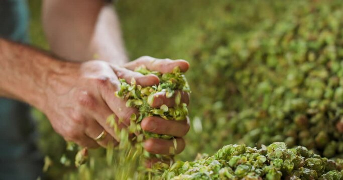Close up hands of a young farmer who checks the drying of the hops and rubs the dried cones to feel the aroma.