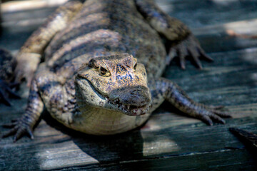 Caiman Crocodile 