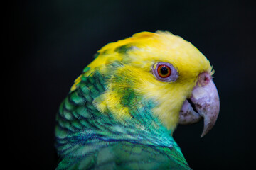 yellow and green parrot
