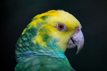 Portrait of a Parrot / Bird