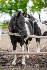 Beautiful black and white pinto horse with long bangs standing in outdoor arena