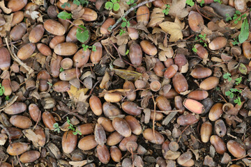 hazelnuts on the ground