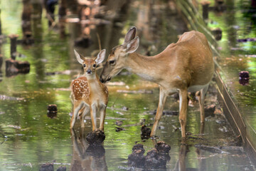 Obraz na płótnie Canvas Mom and Baby Deer in the swamp