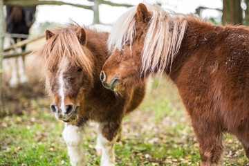 Little brown dwarf horses walking together at countryside
