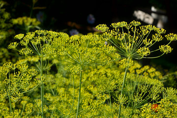 Dill with blooming yellow flowers. Young green plants with inflorescences in the form of cups and...
