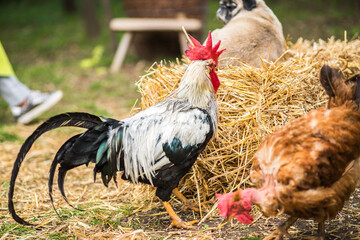 Colorful rooster with brown hen pecking seeds together on ground near haystack at home backyard