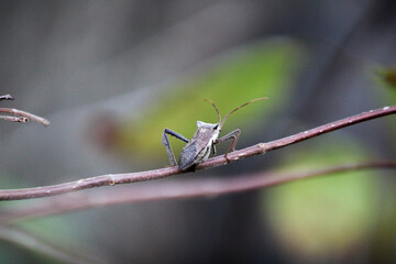 Bug on a branch