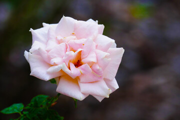 white Rose in Winter Park Rose Garden