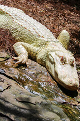 Albino Alligator 