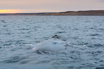 Obraz premium Southern Right whale swimming on the surface, Puerto Madryn, Patagonia, Argentina