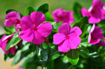 Fototapeta premium pink flowers