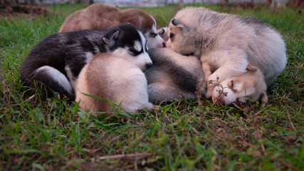 Naklejka na ściany i meble Husky puppies sleep on the grass.