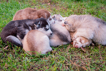 Husky puppies sleep on the grass.
