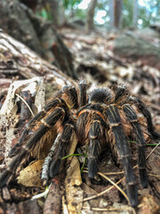 tarantula