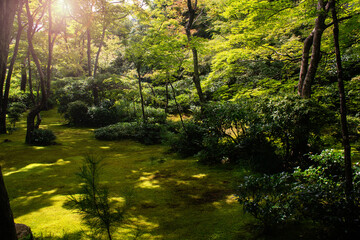 Fototapeta na wymiar sun rays in lovely the japanese garden with moss and green trees. peaceful garden design, japanese tradition. In Kyoto, Japan