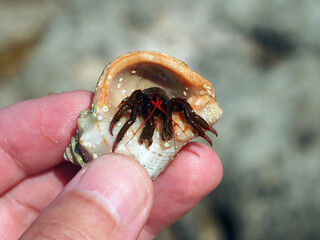 Hermit crab looks out of the shell held by a man's hand, close-up, macro.