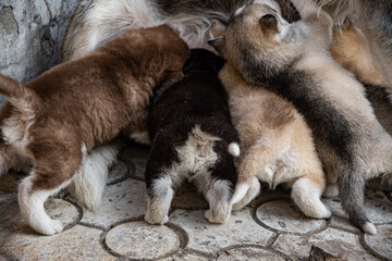 Naklejka na ściany i meble Little husky puppies feeding.