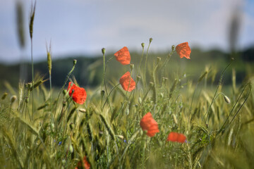 Detail of summer meadow with red poppies, blue cornflowers and cerels. selective focus. Low DOF