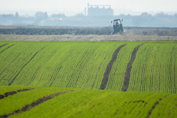 Fototapeta na wymiar The green fields of young wheat in the field