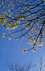 Silk Floss Tree new leaves (Ceiba speciosa or Chorisia speciosa), Rio, Brazil