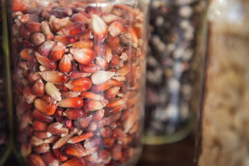 Different species and colors of corn on wooden table. Corn for tortillas on wooden table. Mexican food.