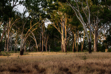 Setting sun washes across the bush landscape
