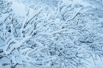 Plants in the tundra in the Arctic are covered with hoar frost. Snow and rime ice on the branches of bushes. Beautiful winter background with twigs covered with hoarfrost. Cold snowy weather. Frosting