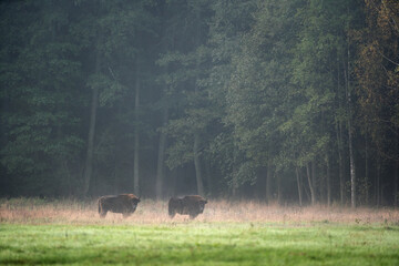 Obraz na płótnie Canvas The wild European bison in the protected area Belovieza forest. The herd of bison on the meadow. Autumn in the wild Poland nature. The curious herd of European bison. 