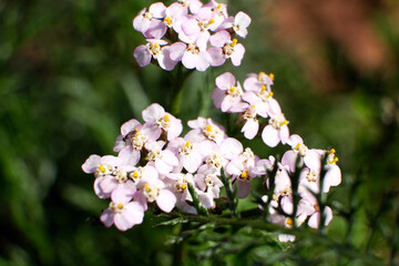 wildflower with small white petals and yellow stamens on a bright juicy green plant background