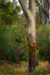Eucalyptus tree trunk with vine growing on it