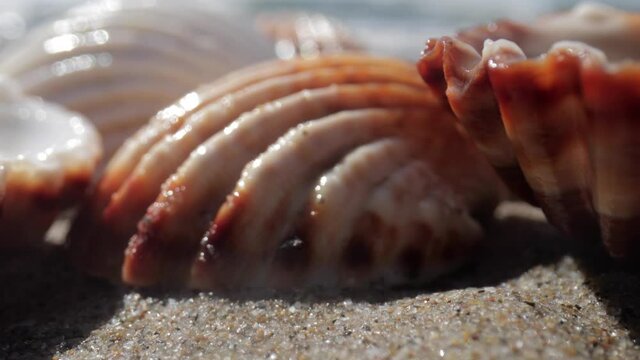 Close up footage of sea shell on beach