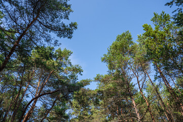 Tops of high pines against blue sky on a sunny day, Kursh Spit, Russia, bottom view, copy space