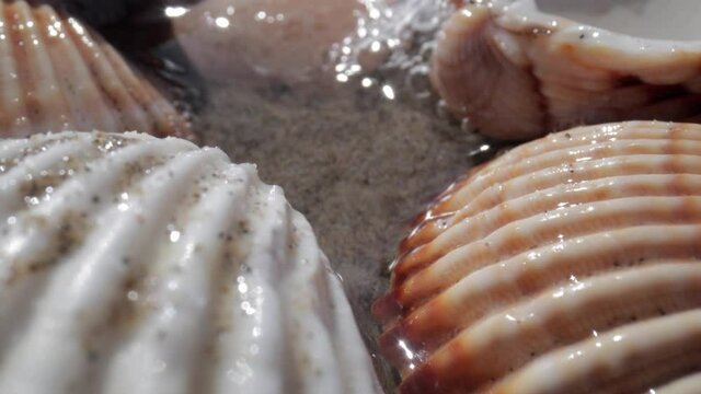 Close up footage of sea shell on beach