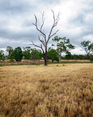 Dead tree in the landscape