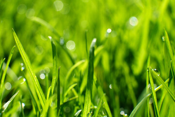 Green grass Sedge is evergreen sedge with green foliage. blurred bokeh background