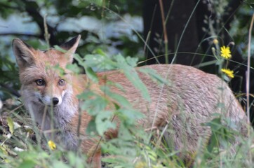 Volpe rossa della Alpi Marittime