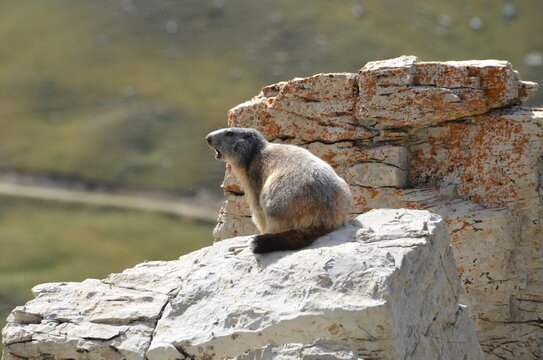 Fauna Alpina la marmotta di vedetta