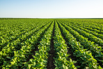 Fototapeta na wymiar Green soybean field in Vojvodina,Serbia. Agricultural landscape.