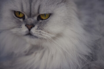 This unique photo shows a gray Persian chinchilla cat lying and relaxing. you can also see her shining cat eyes very well